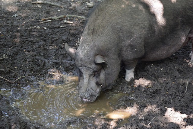 使萨格勒布 使萨格勒布